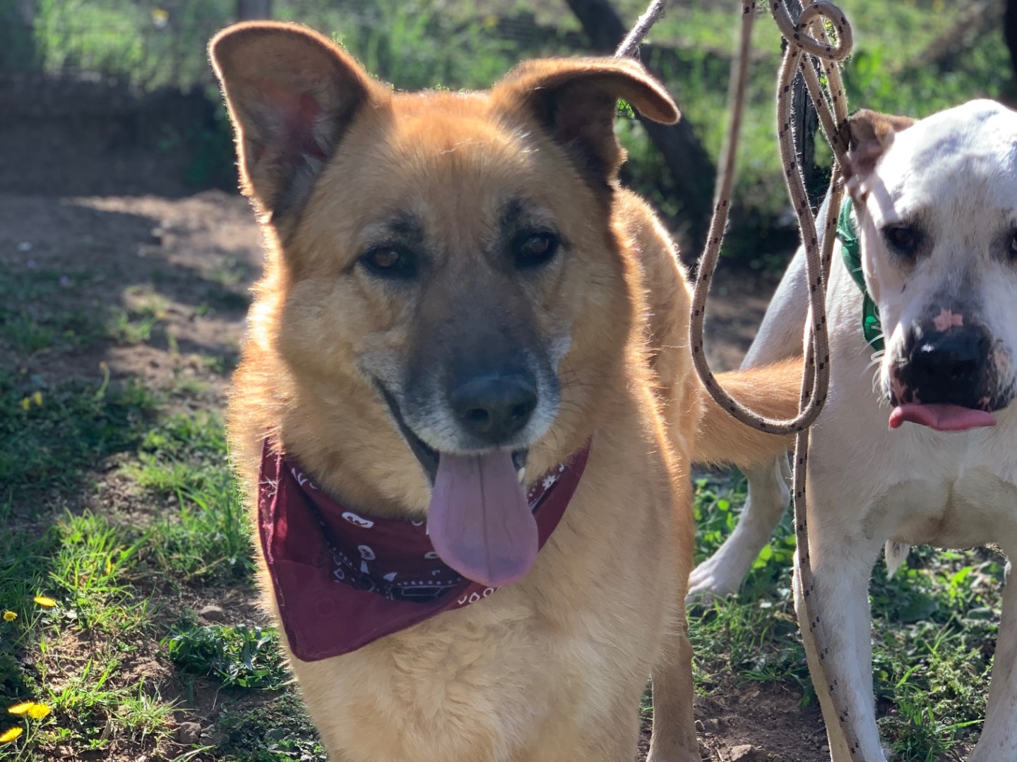 Adotta il cane Wanda  a Latina