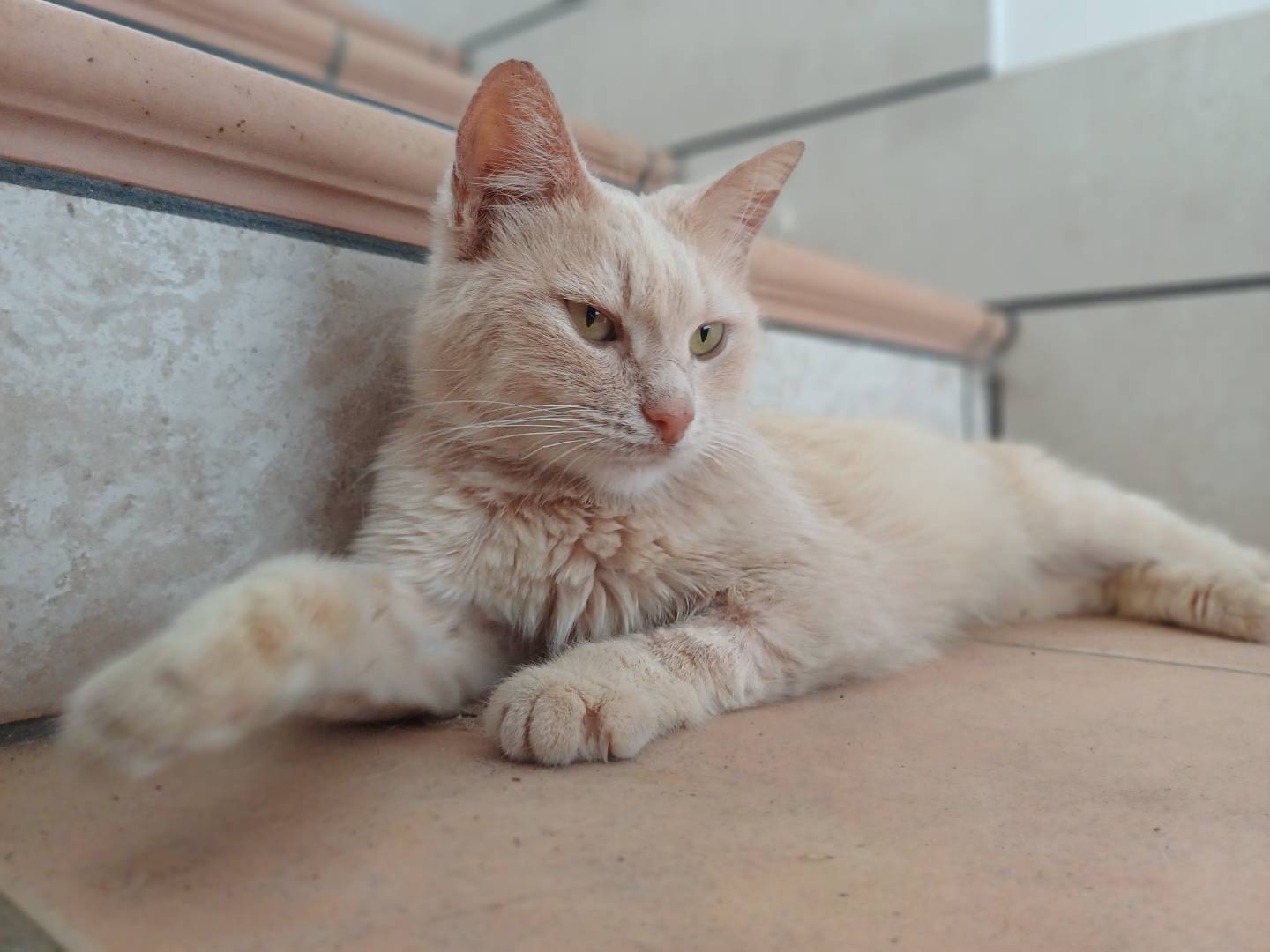 Adozione gatto, femmina, Razza sconosciuta Razza sconosciuta, 1 anno e 1 mese, taglia non valida, Lecce