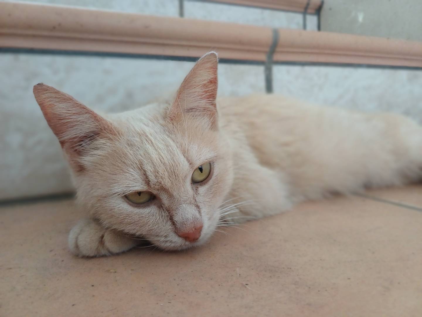 Adotta un gatto, femmina, 1 anno e 1 mese, Lecce