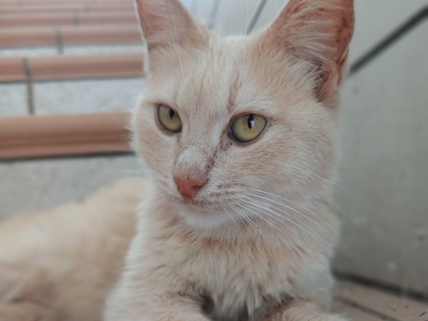 Adotta un gatto, taglia non valida, femmina, Lecce