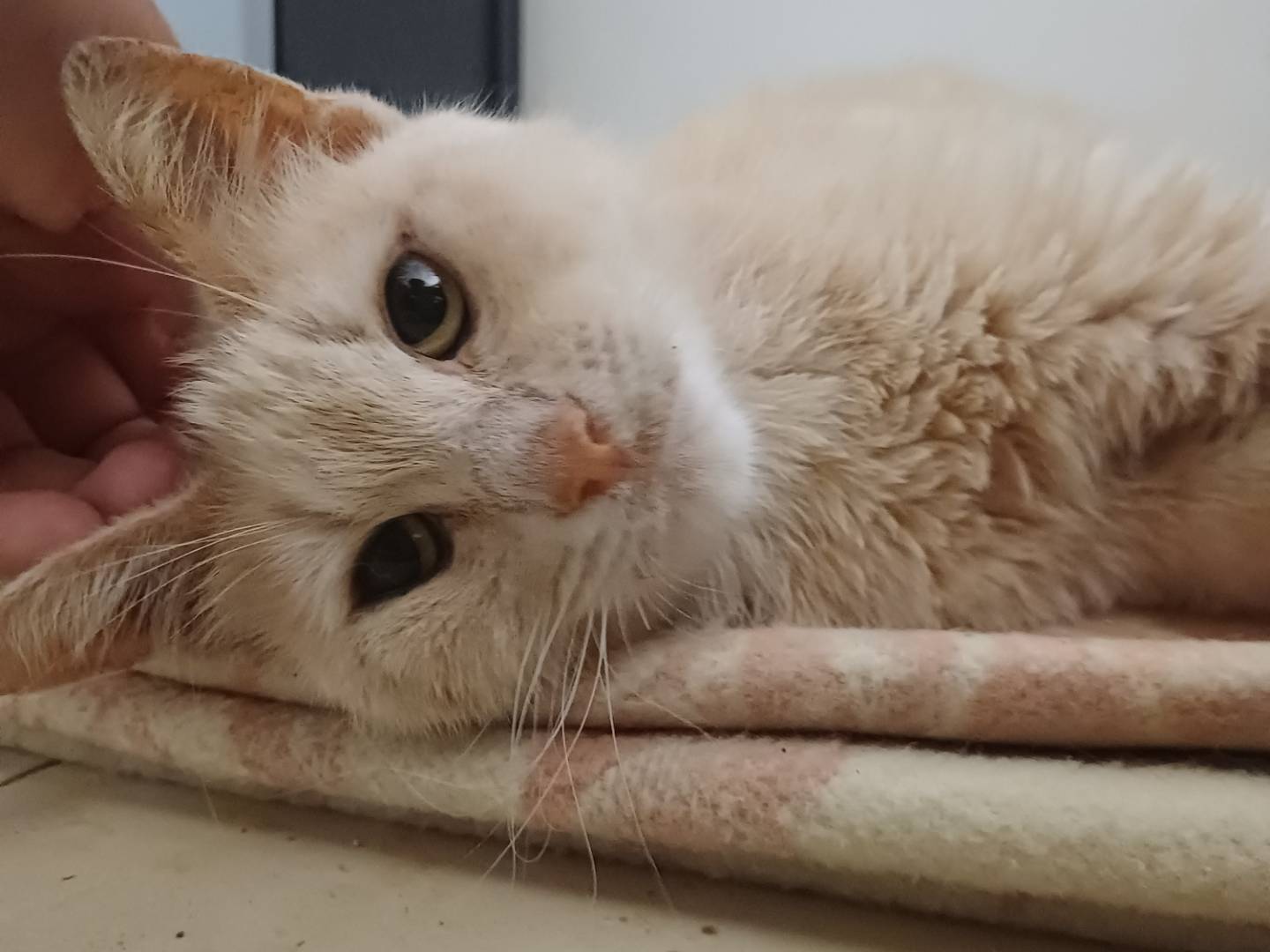 Vuoi adottare un gatto a Lecce?
