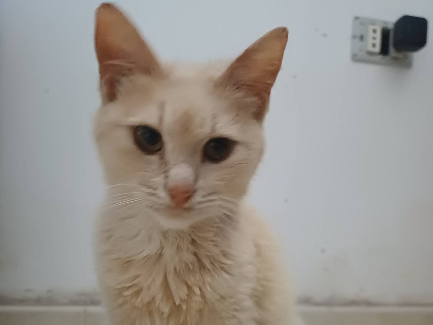 Adotta il gatto Ayla a Lecce