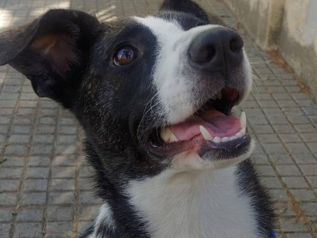 Adotta un cane, femmina, 3 anni e 1 mese, Nuoro