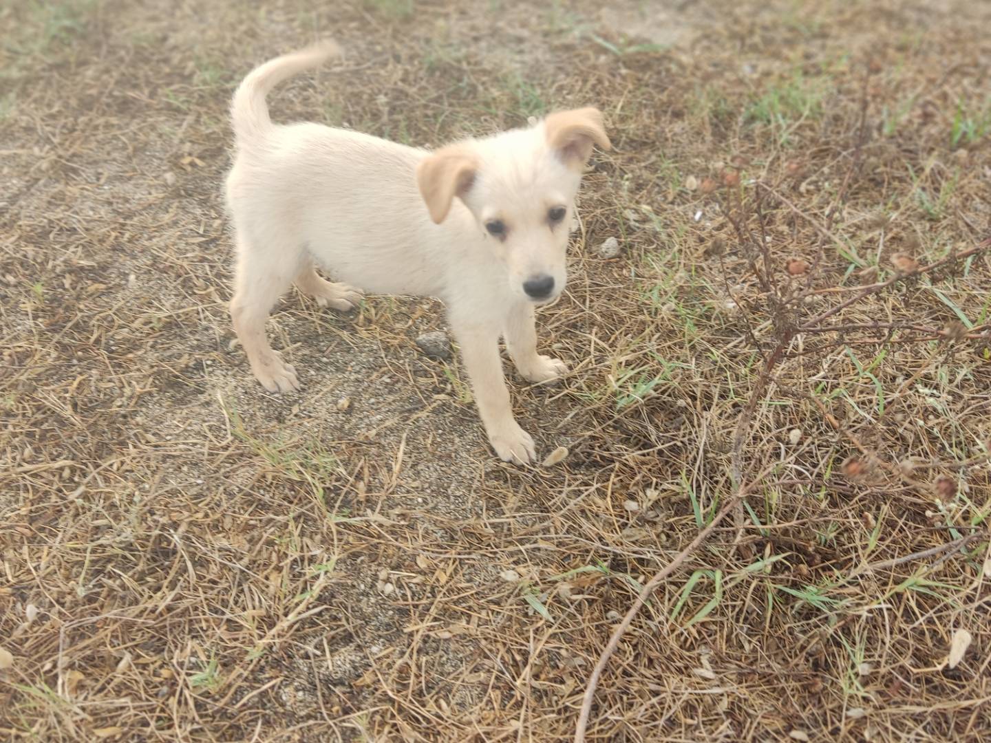 Adotta un cane, maschio, 4 mesi, Treviso