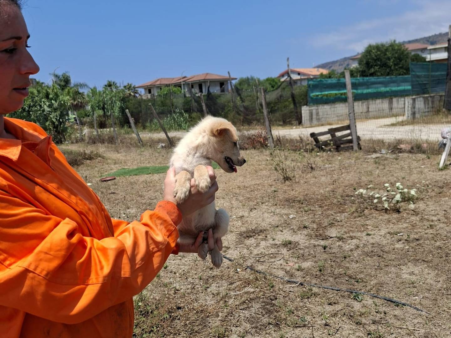 Vuoi adottare un cane a Treviso?