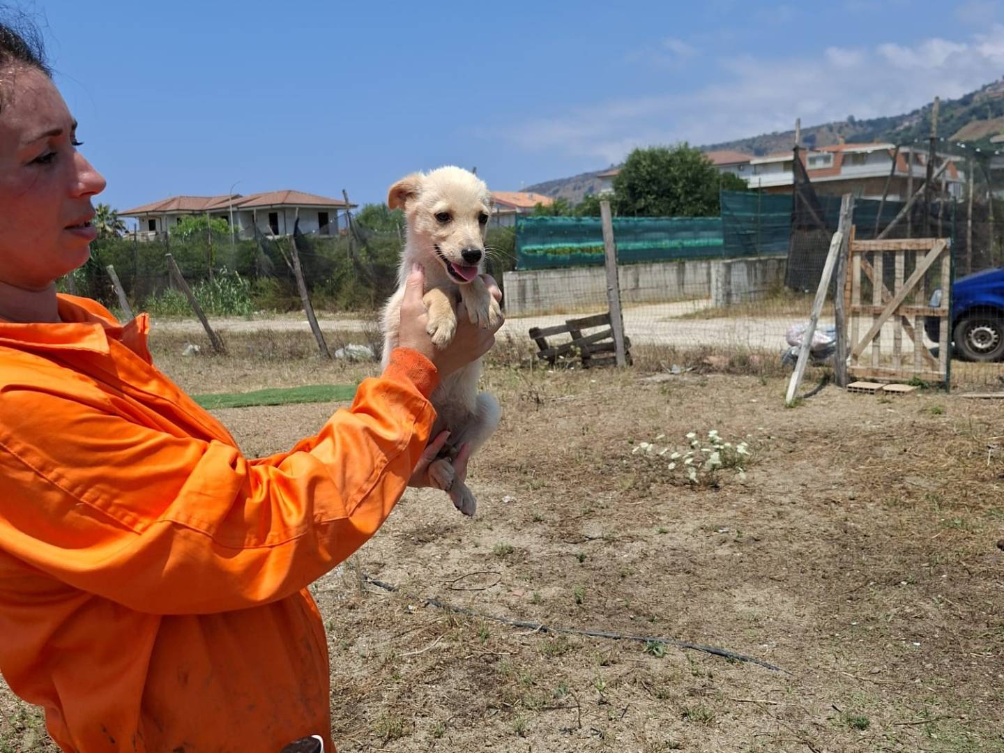Adozione cane, maschio, Razza sconosciuta Razza sconosciuta, 4 mesi, taglia media contenuta, Treviso