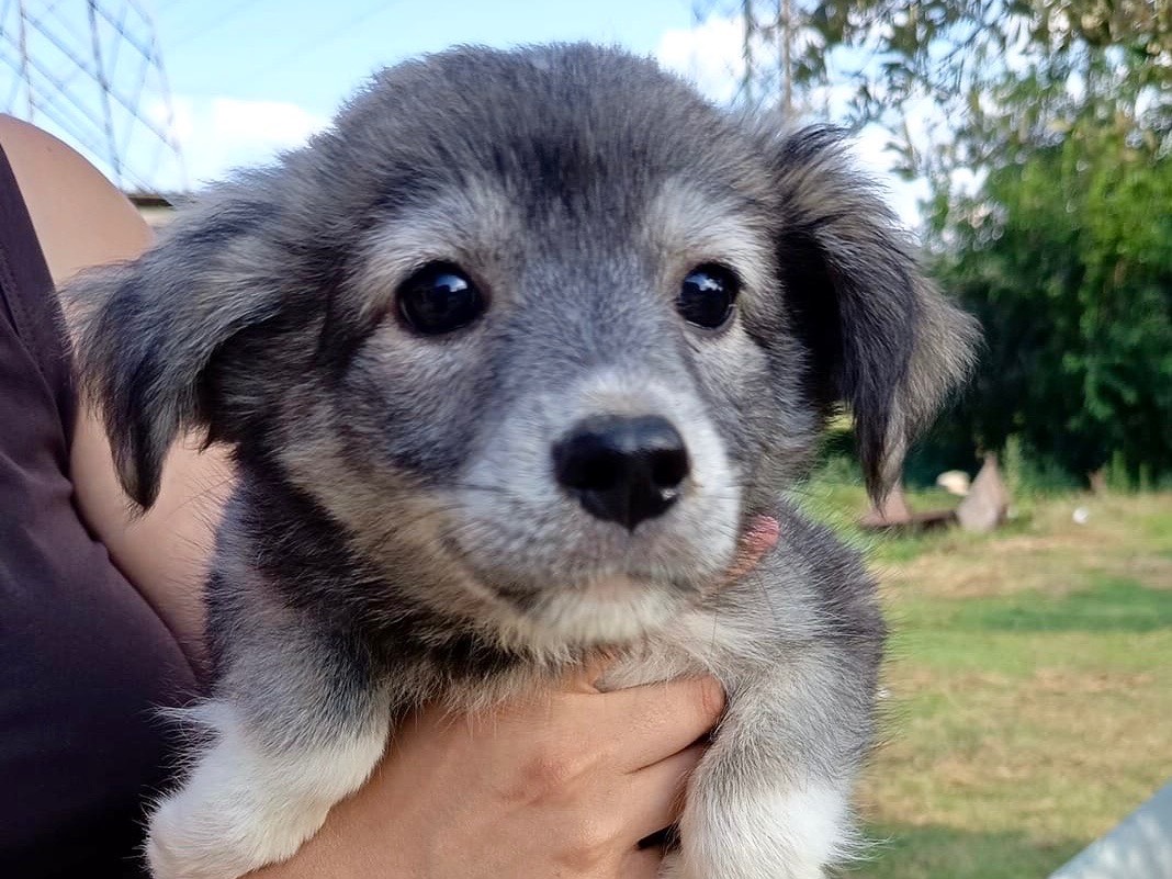 Adotta un cane, femmina, 2 mesi, Frosinone