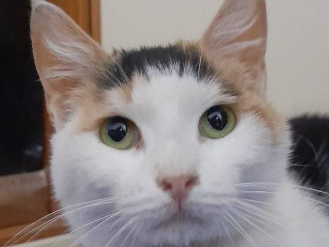 Adozione gatto, femmina, Razza sconosciuta Razza sconosciuta, 4 anni, taglia non valida, Genova