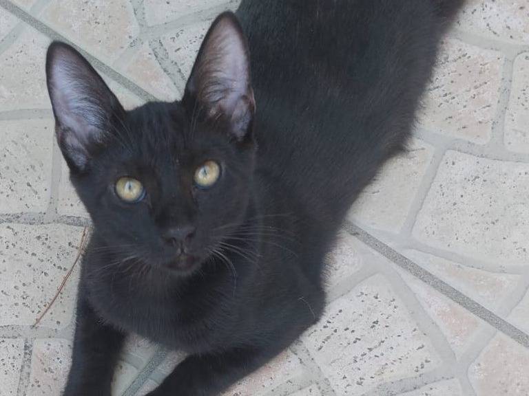 Adozione gatto, femmina, Razza sconosciuta Razza sconosciuta, 1 anno e 5 mesi, taglia non valida, Milano
