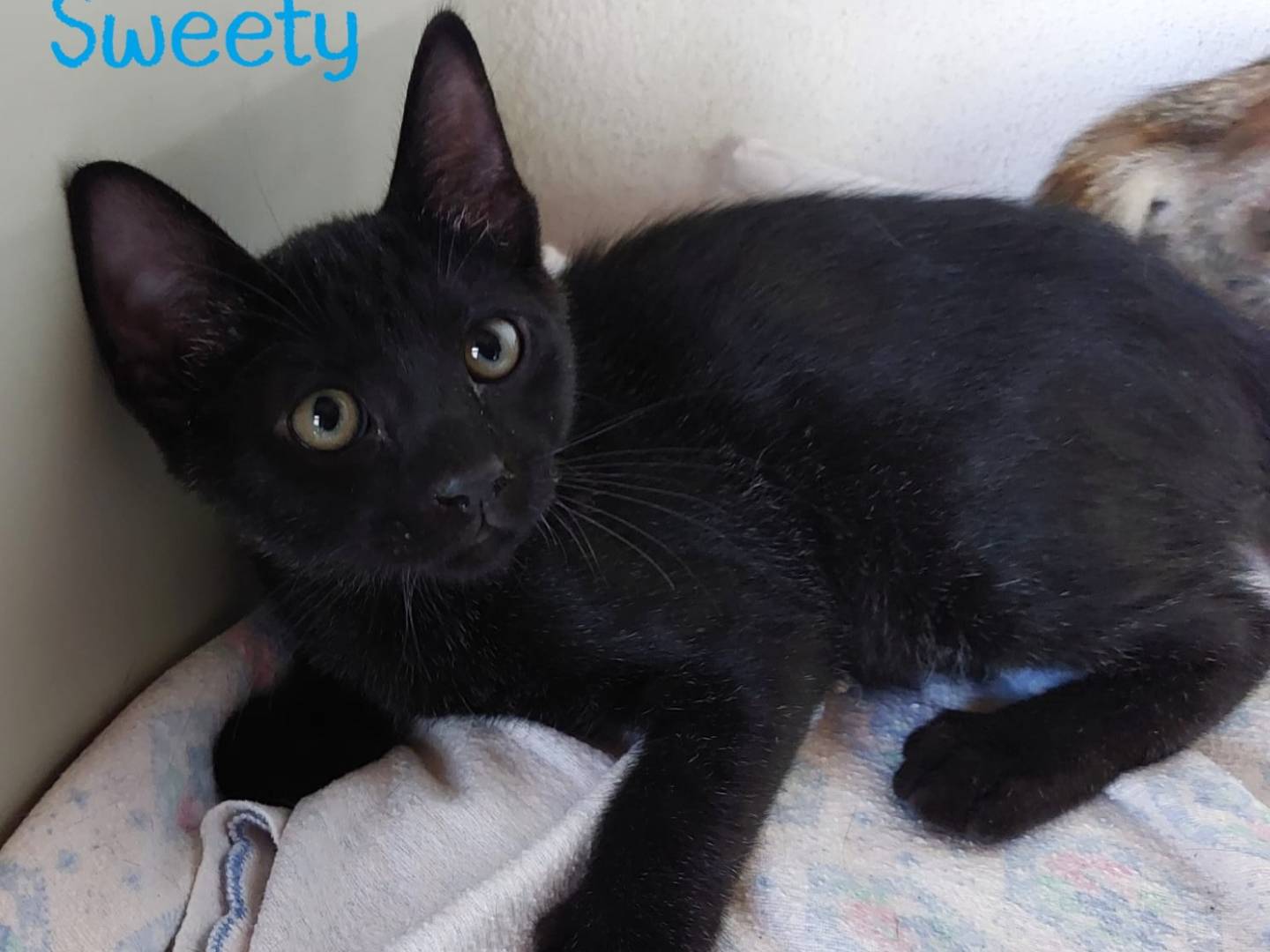 Adotta un gatto, femmina, 1 anno e 5 mesi, Milano
