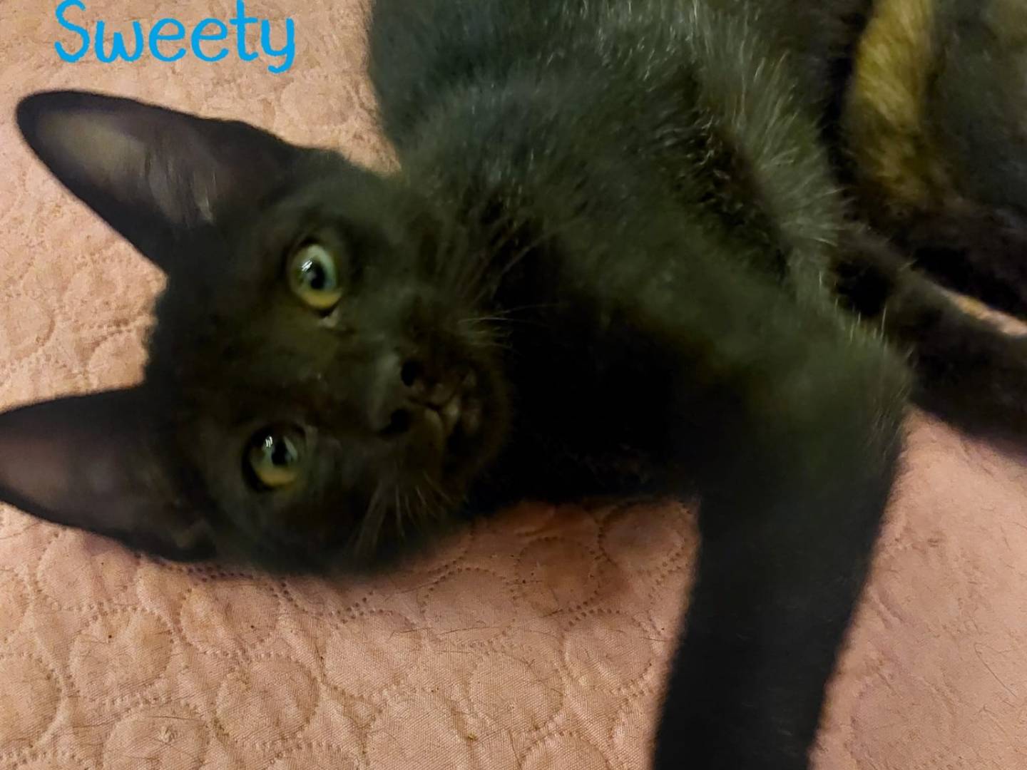 Adotta un gatto, taglia non valida, femmina, Milano