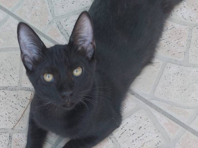 Adozione gatto, femmina, Razza sconosciuta Razza sconosciuta, 1 anno e 3 mesi, taglia non valida, Milano