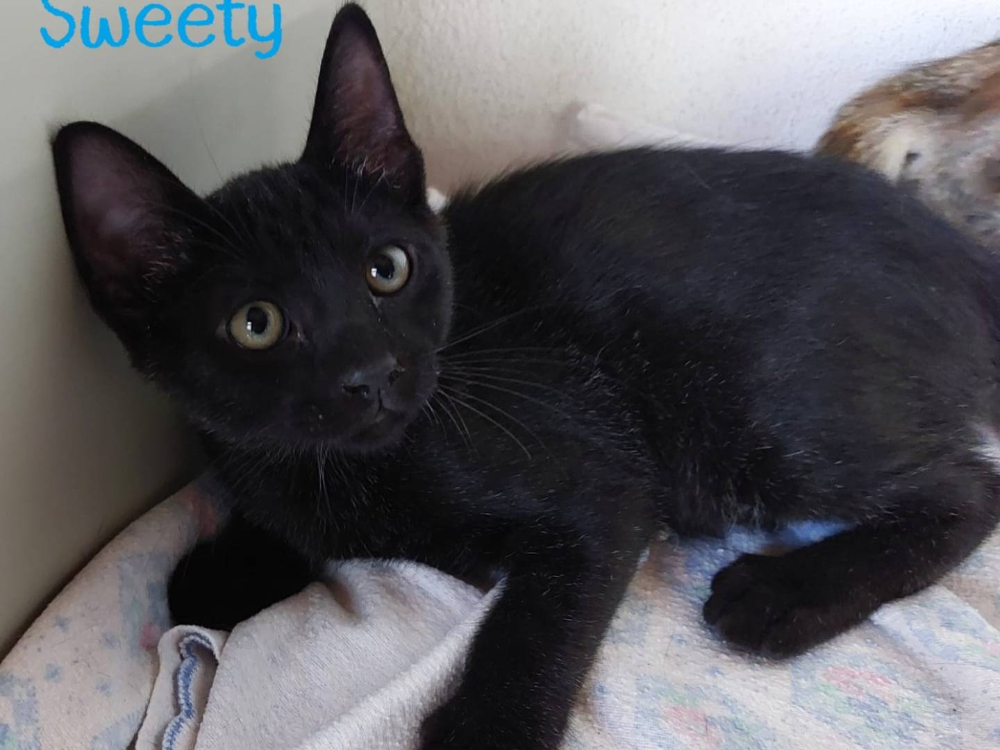 Adotta un gatto, femmina, 1 anno e 3 mesi, Milano