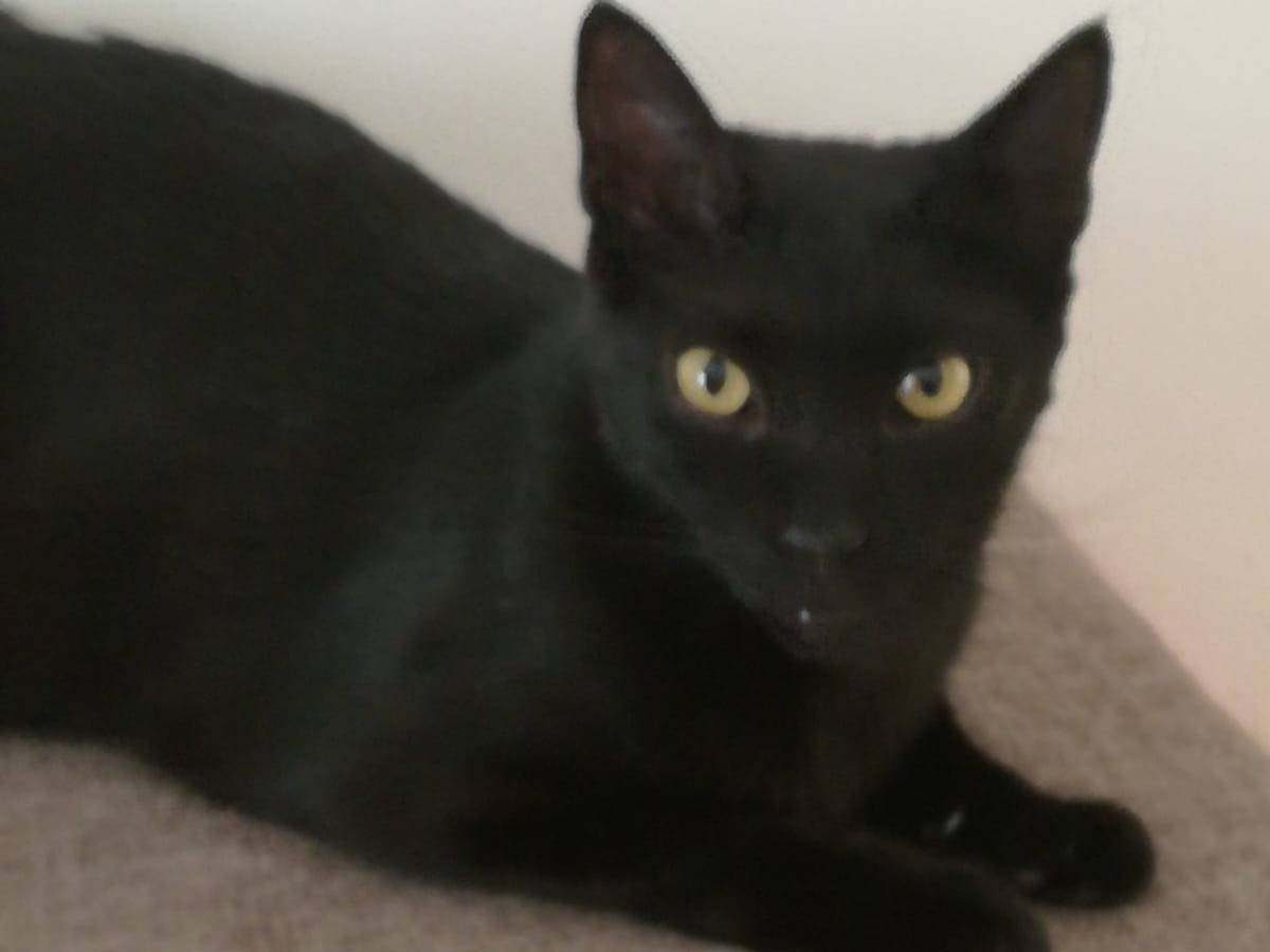 Adozione gatto, maschio, Razza sconosciuta Razza sconosciuta, 5 anni e 1 mese, taglia non valida, Milano