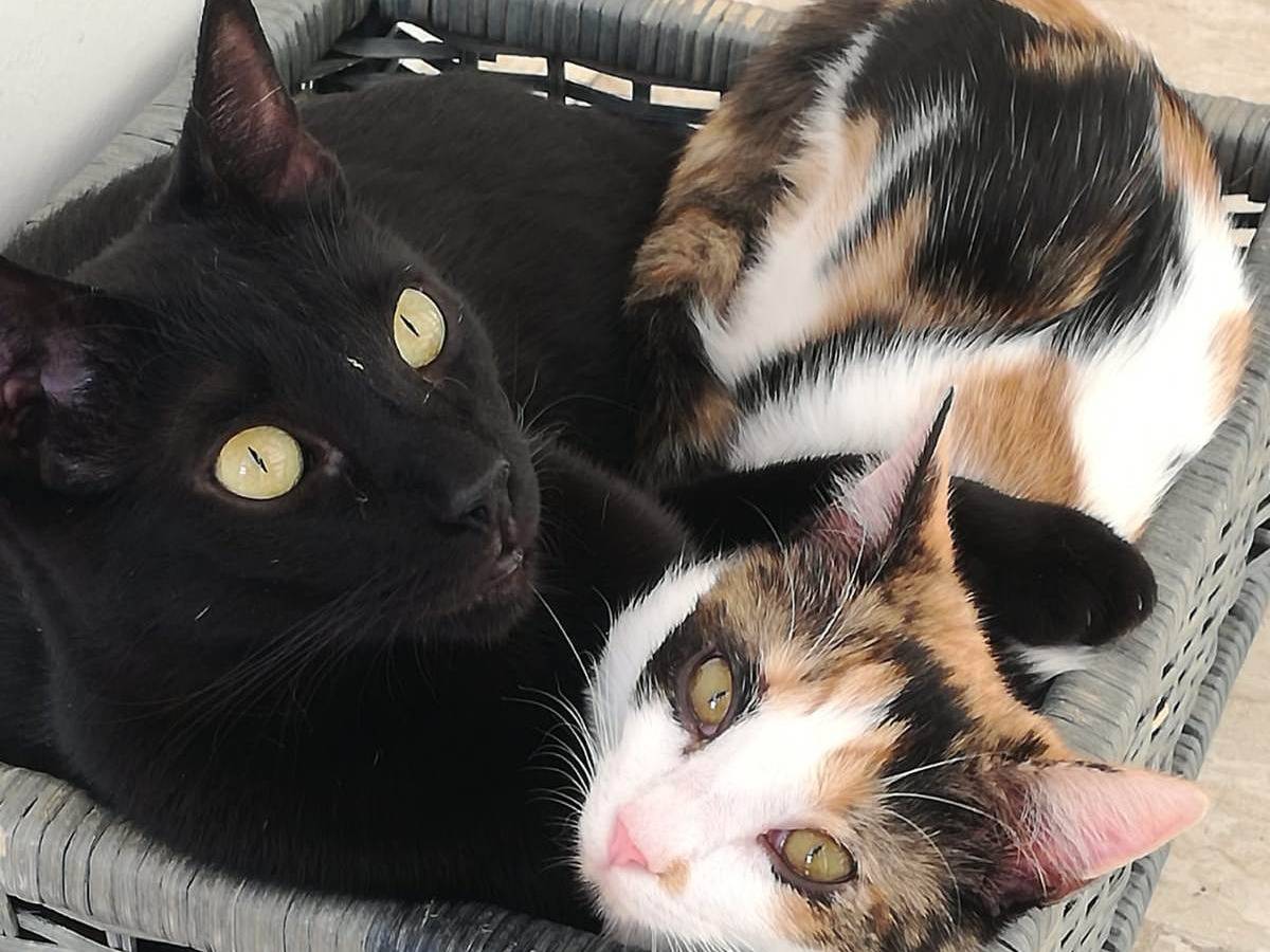 Adotta il gatto Geii a Milano