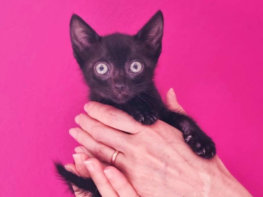 Adozione gatto, maschio, Razza sconosciuta Razza sconosciuta, 2 mesi, taglia non valida, Cremona