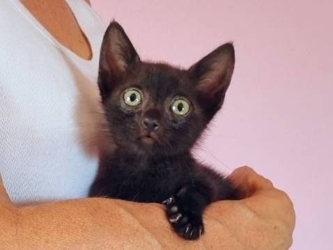 Adotta un gatto, maschio, 2 mesi, Cremona
