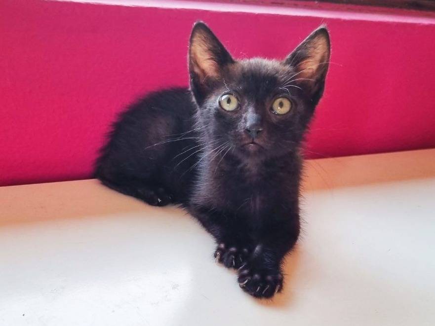 Vuoi adottare un gatto a Cremona?