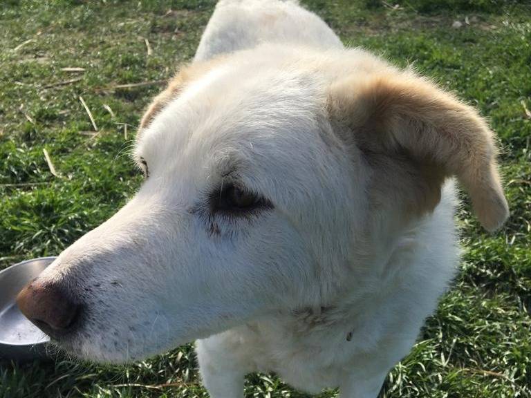 Adotta il cane Cotone a Rimini