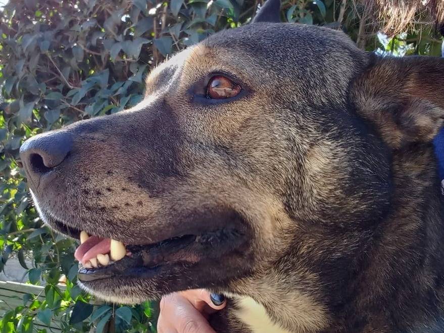 Adozione cane, maschio, Razza sconosciuta Razza sconosciuta, 8 anni e 6 mesi, taglia grande, Pavia