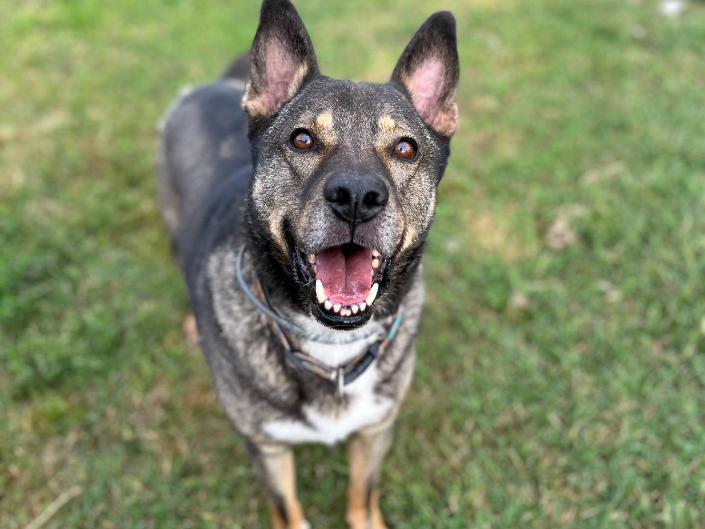 Adotta un cane, maschio, 8 anni e 6 mesi, Pavia
