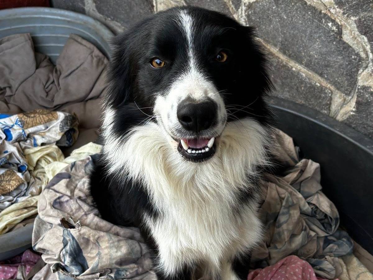 Adotta un cane, maschio, 2 anni e 11 mesi, Roma