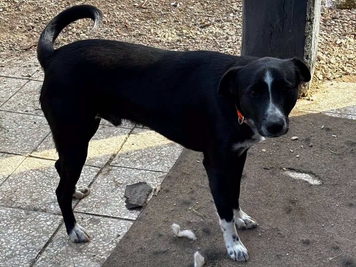 Adotta un cane, taglia media, maschio, Roma