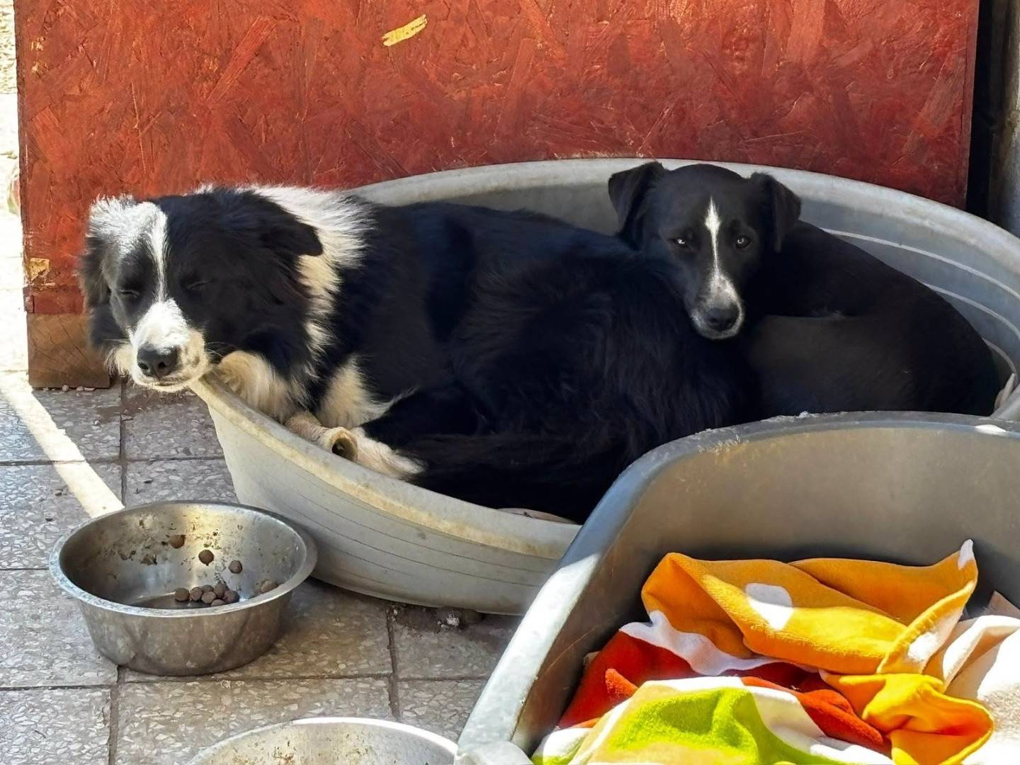Vuoi adottare un cane a Roma?