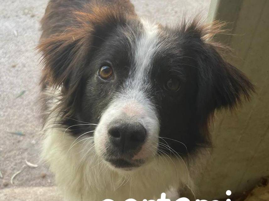 Adozione cane, femmina, Border Collie Razza sconosciuta, 3 anni e 1 mese, taglia media contenuta, Varese