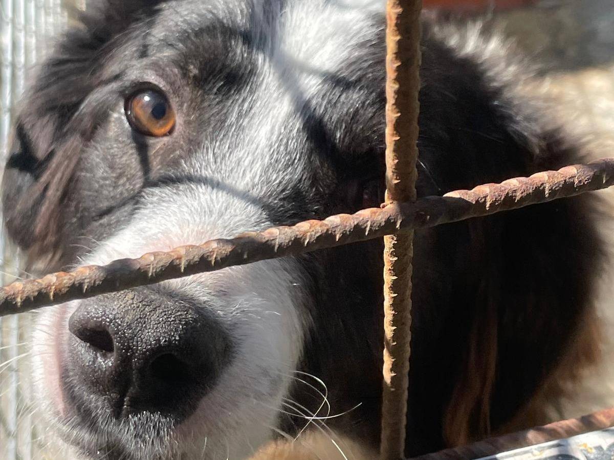 Adotta un cane, femmina, 3 anni e 1 mese, Varese