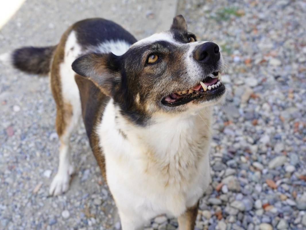Adozione cane, femmina, Cattle Razza sconosciuta, 4 anni e 6 mesi, taglia media, Lodi