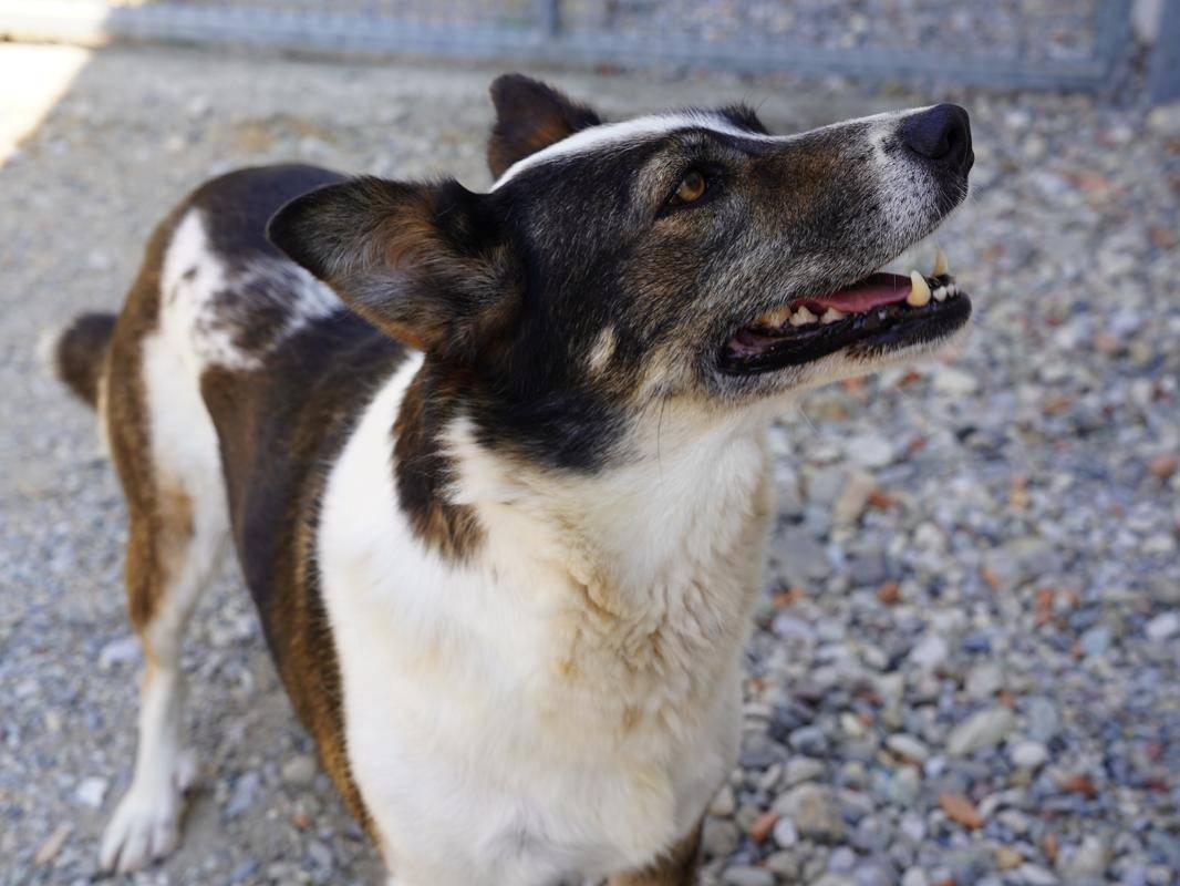 Adotta un cane, femmina, 4 anni e 6 mesi, Lodi