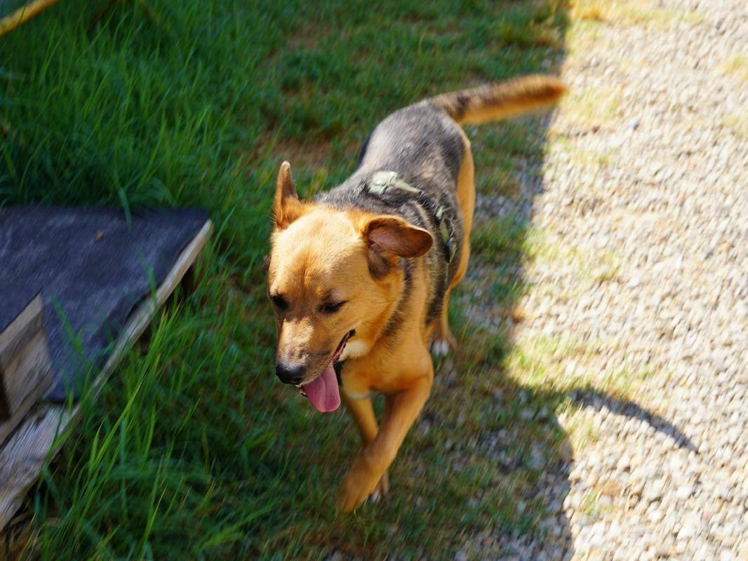 Adozione cane, femmina, Razza sconosciuta Razza sconosciuta, 3 anni e 8 mesi, taglia media, Lodi