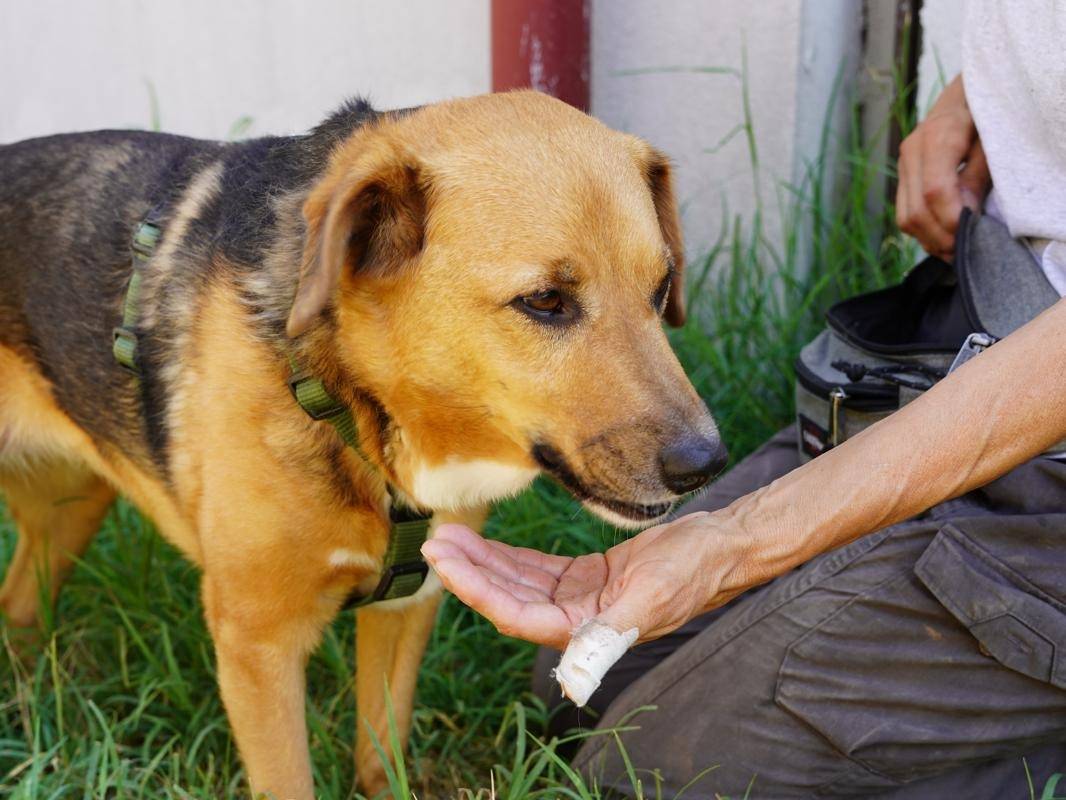 Adotta un cane, femmina, 3 anni e 8 mesi, Lodi