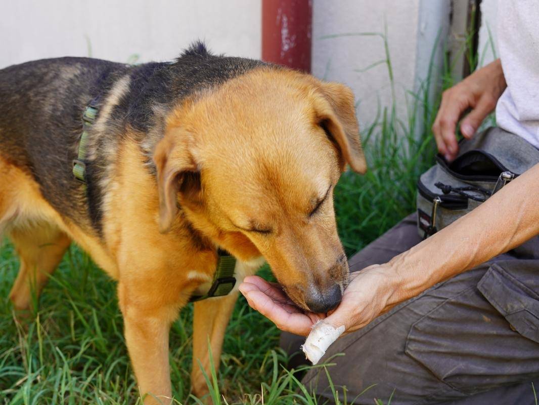 Adotta un cane, taglia media, femmina, Lodi