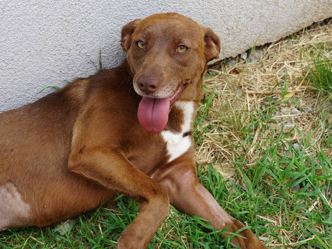 Adozione cane, femmina, Razza sconosciuta Razza sconosciuta, 1 anno e 7 mesi, taglia media, Lodi