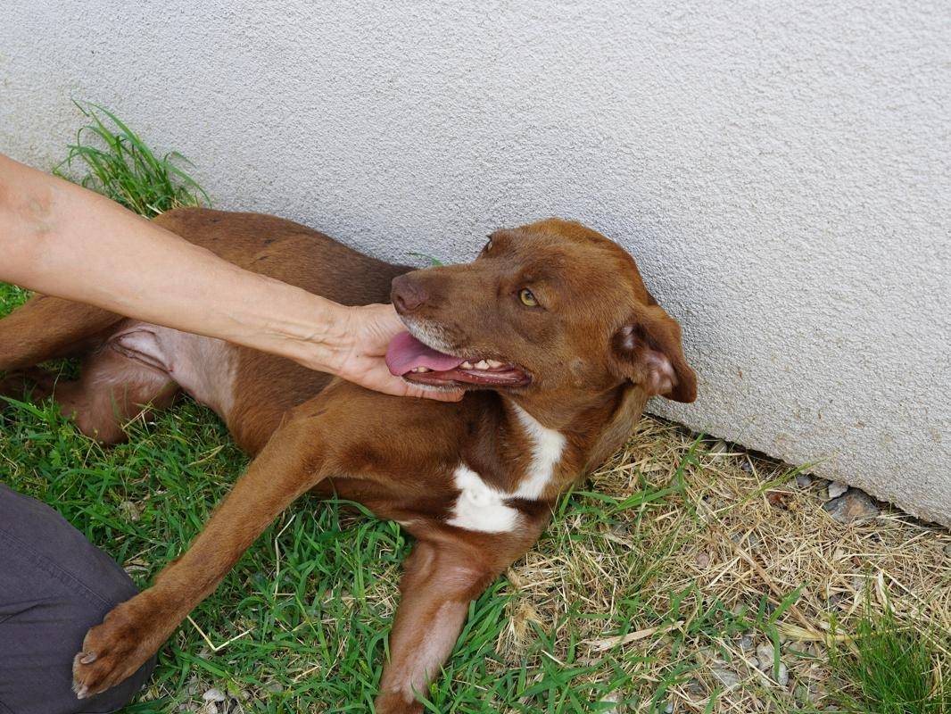 Adotta un cane, femmina, 1 anno e 7 mesi, Lodi
