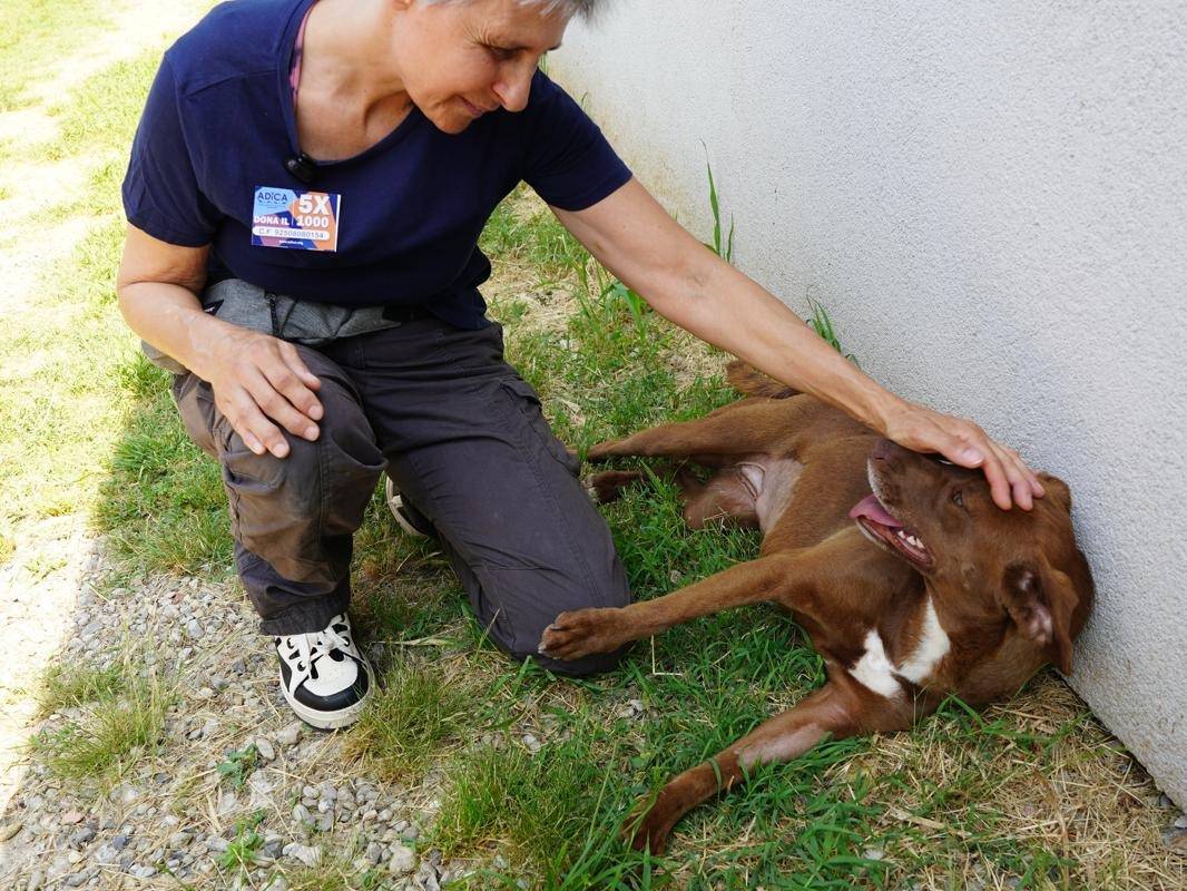 Adotta un cane, taglia media, femmina, Lodi