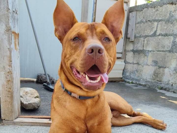 Adotta un cane, maschio, 3 anni e 5 mesi, Siracusa