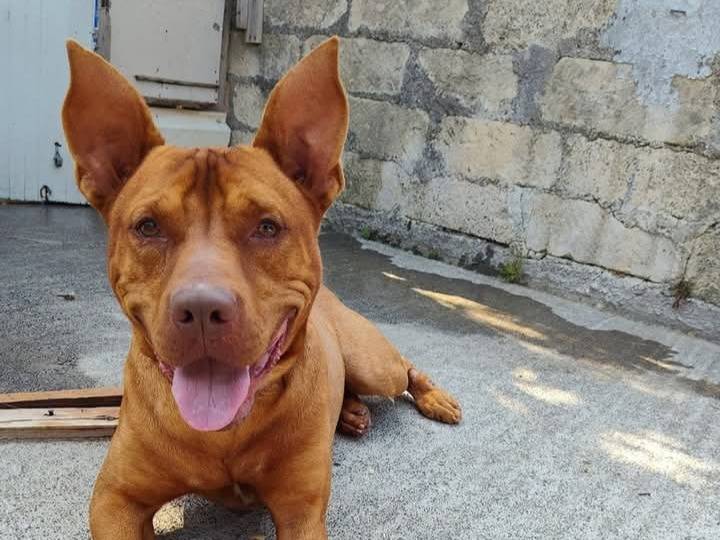 Adotta un cane, taglia grande, maschio, Siracusa