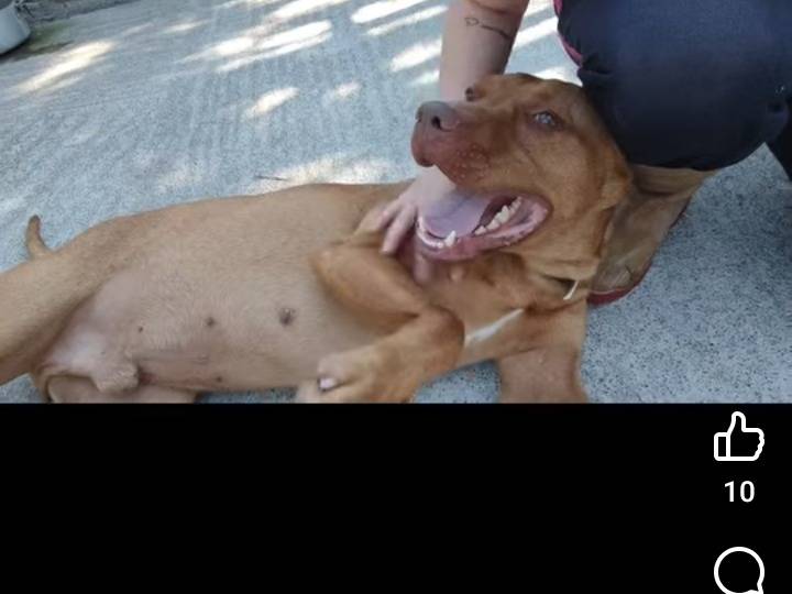 Adozione cane, maschio, Pitbull Razza sconosciuta, 3 anni e 5 mesi, taglia grande, Siracusa