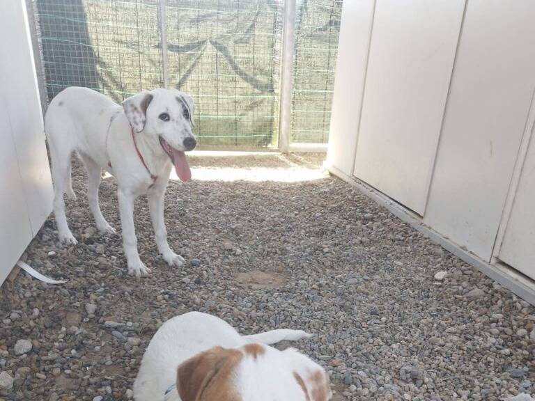 Adotta un cane, femmina, 6 mesi, Lodi