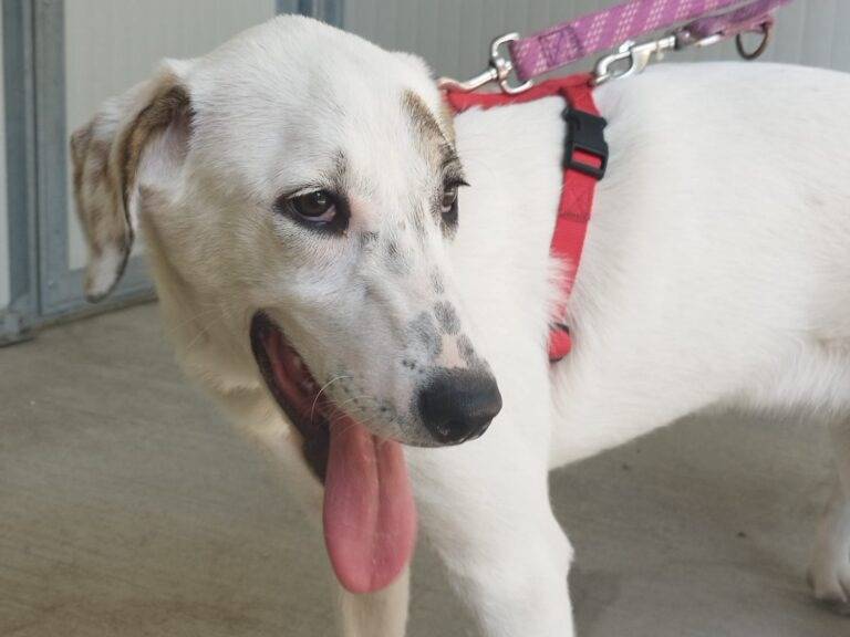 Adotta un cane, taglia grande, femmina, Lodi