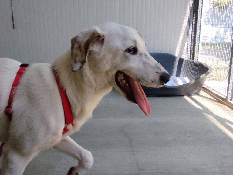 Vuoi adottare un cane a Lodi?