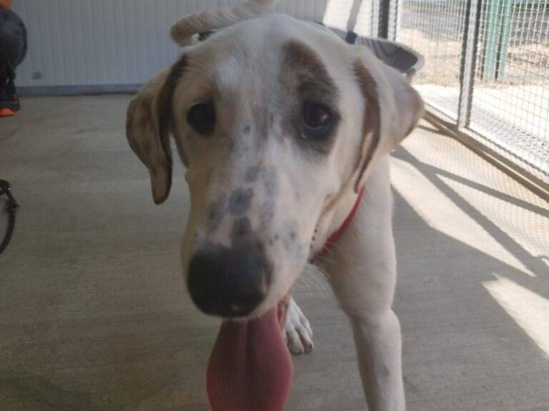 Adotta il cane PANAMA a Lodi