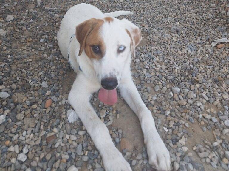 Adozione cane, maschio, Razza sconosciuta Razza sconosciuta, 6 mesi, taglia grande, Lodi