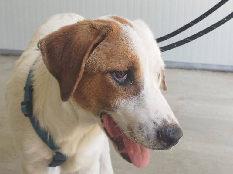 Adotta un cane, maschio, 6 mesi, Lodi