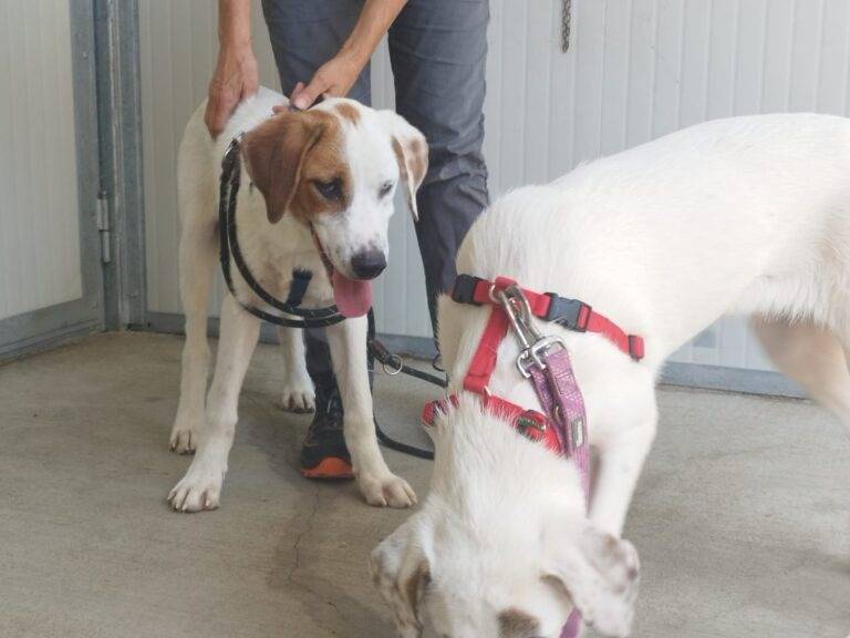 Adotta un cane, taglia grande, maschio, Lodi