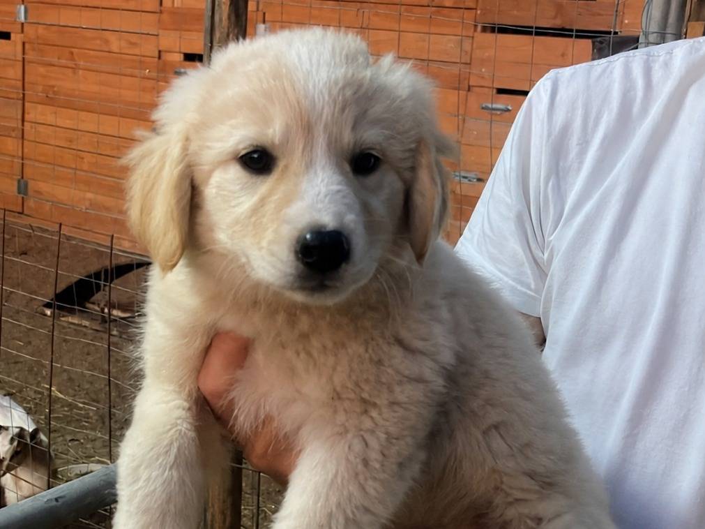 Adozione cane, femmina, Razza sconosciuta Razza sconosciuta, 4 mesi, taglia media, Trapani
