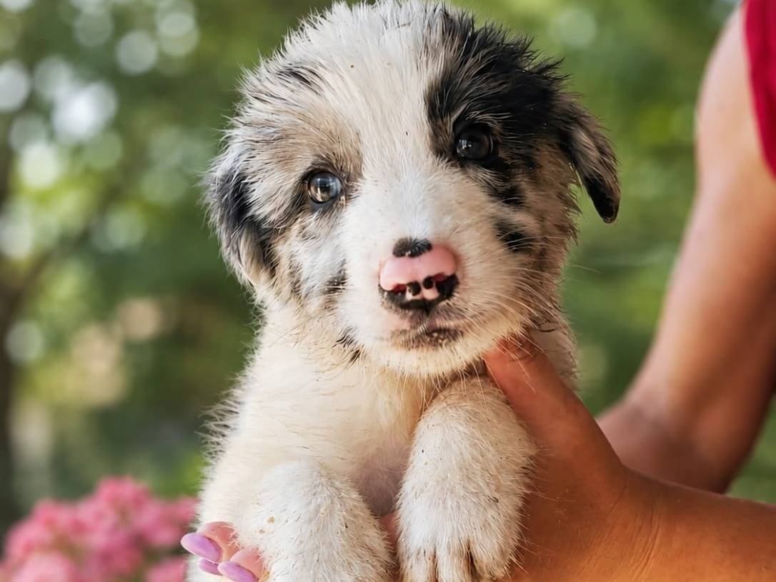Adozione cane, maschio, Razza sconosciuta Razza sconosciuta, 3 mesi, taglia media, Trapani